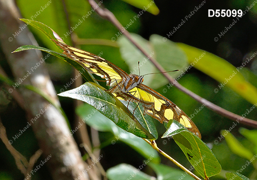 Malachite Butterfly (Siproeta stelenes)